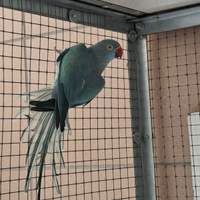 Parrocchetto dal collare