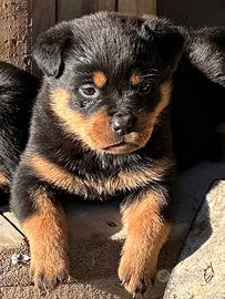 Cuccioli Rottweiler