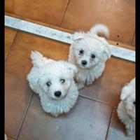 Maltesi cuccioli