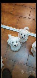 Maltesi cuccioli