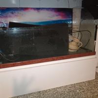 acquario tartarughe 