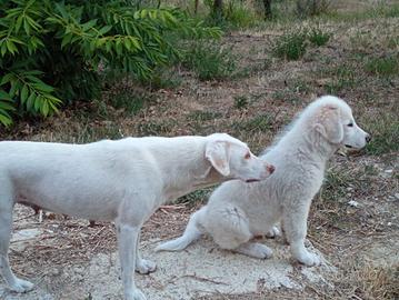Cucciolo di maremmano