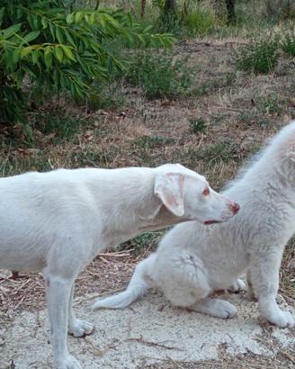 Cucciolo di maremmano