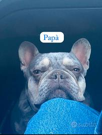 Bulldog francesi