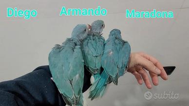 Pulli parrocchetti dal collare