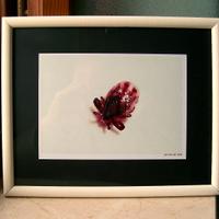 Quadro con foto ingrandimento della  zecca Ruperta