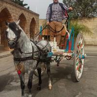 Traino calesse carrozza pony