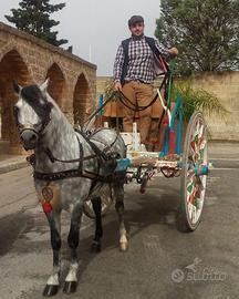 Traino calesse carrozza pony