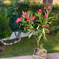 Oleandro in vaso, fioritura Fucsia.
