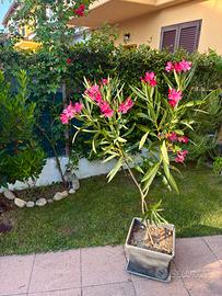 Oleandro in vaso, fioritura Fucsia.