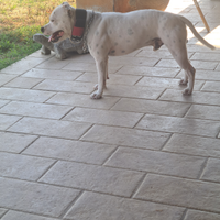 Staffordshire bull terrier di 2 anni e 1/2