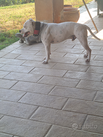 Staffordshire bull terrier di 2 anni e 1/2