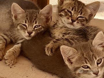 Gattini
