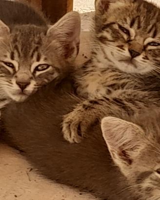 Gattini