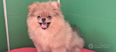 Spitz di pomerania