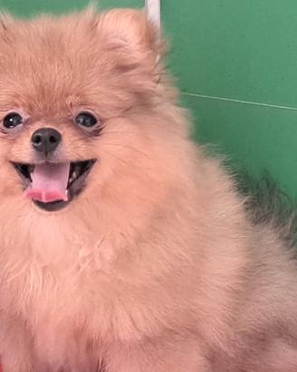 Spitz di pomerania