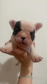 Cuccioli di bouledogue francese