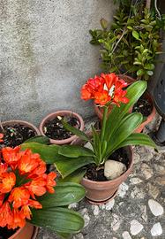 Pianta di clivia