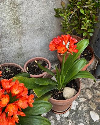Pianta di clivia