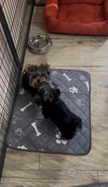 Yorkshire terrier ultimo maschietto pronto