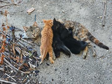 Gattini appena svezzati