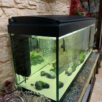 Acquario Milo 100 litri