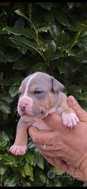 Cuccioli di American Pitbull Terrier
