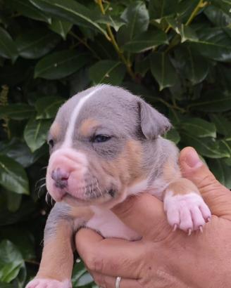 Cuccioli di American Pitbull Terrier