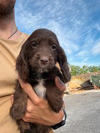 Cuccioli cane cocker