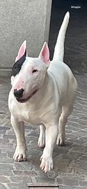 Bull terrier miniature per monta