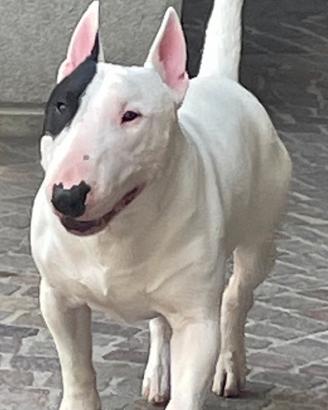 Bull terrier miniature per monta