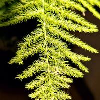 🌿Felce asparago, Asparagus setaceus✨️🌿