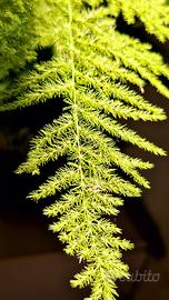 🌿Felce asparago, Asparagus setaceus✨️🌿