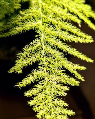 🌿Felce asparago, Asparagus setaceus✨️🌿