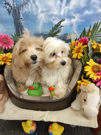 Cuccioli Maschietto e Femminuccia Maltipoo