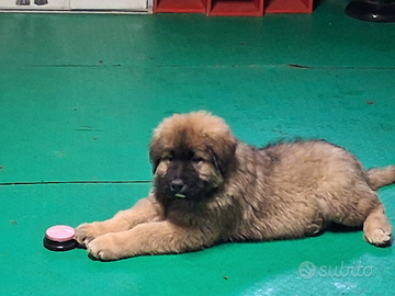 Cucciolo pastore del caucaso