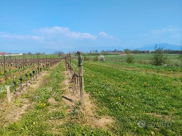 2 piò di terreno coltivato a vigneto DOC