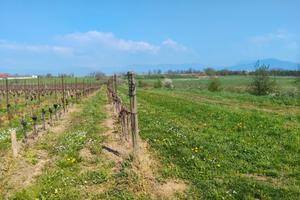 2 piò di terreno coltivato a vigneto DOC
