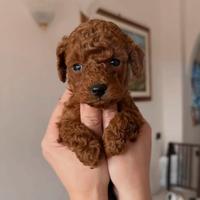 Barboncino minitoy e toy