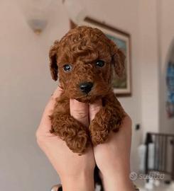 Barboncino minitoy e toy