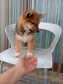 Shiba inu