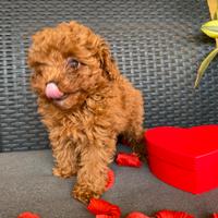 Barboncino Toy pedigree enci italiano venduto