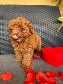 Barboncino Toy pedigree enci italiano venduto