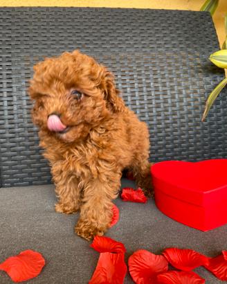 Barboncino Toy pedigree enci italiano venduto