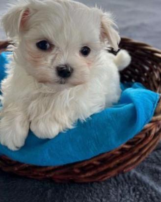 Maltese