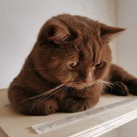 British shorthair e longhair