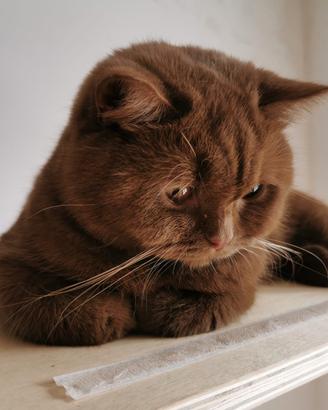 British shorthair e longhair