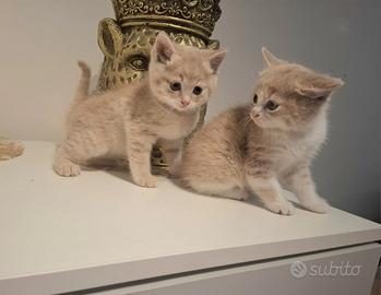 Gattini British shortair