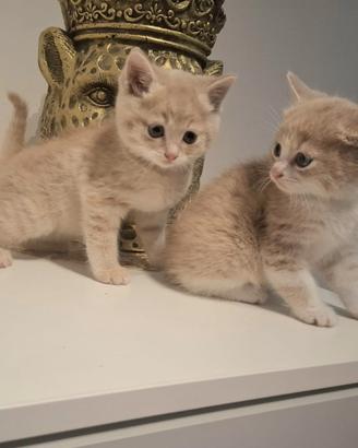 Gattini British shortair