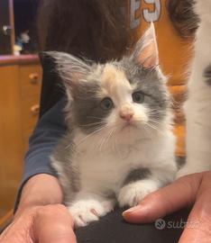 Maine coon Violet